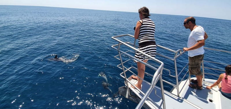 From Lagos: Dolphin Watching Catamaran Cruise - Safety and Comfort Without the Usual Fuss