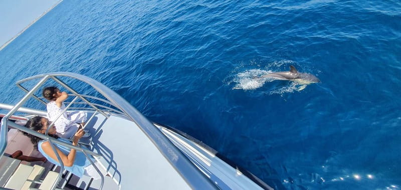 From Lagos: Dolphin Watching Catamaran Cruise - What Makes the Guide Part Matter