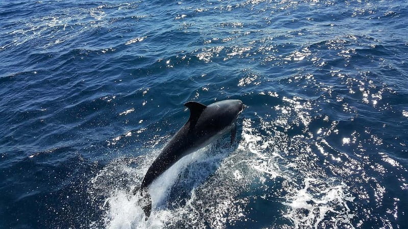 From Lagos: Dolphin Watching Catamaran Cruise - Getting to Passeio dos Descobrimentos 1b (And Getting Set Up Fast)