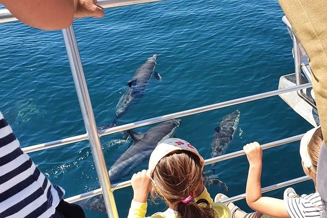 From Lagos: Dolphin Watching Cruise on a Catamaran - Dolphin watching from Marina de Lagos, why this 90-minute cruise works
