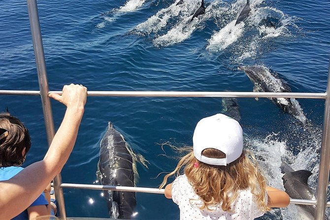From Lagos: Dolphin Watching Cruise on a Catamaran - Your trip rhythm: check in, head out, hunt the pods, return to port