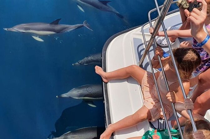 From Lagos: Dolphin Watching Cruise on a Catamaran - Spotting dolphins, seeing whales, and why time can feel short