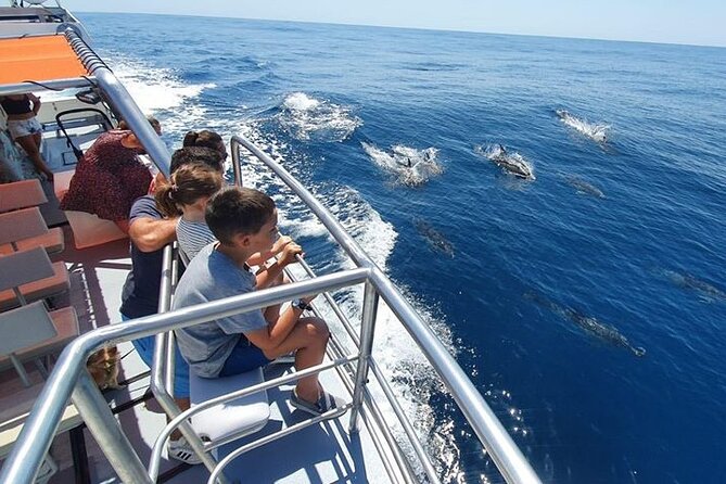 From Lagos: Dolphin Watching Cruise on a Catamaran - Price value at about $48: what is included, what you pay for