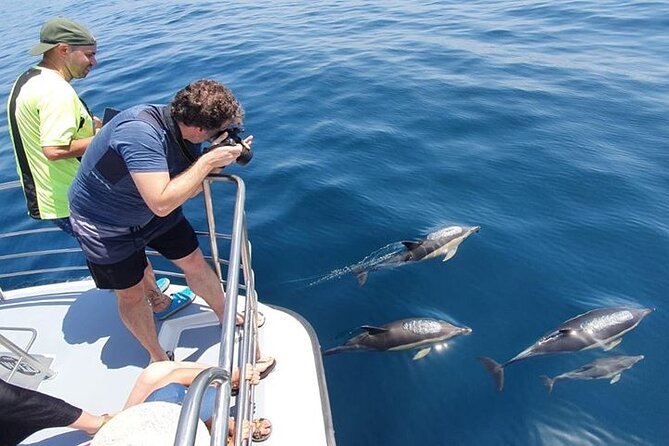 From Lagos: Dolphin Watching Cruise on a Catamaran - The catamaran setup: bow views, shade, and real wheelchair access