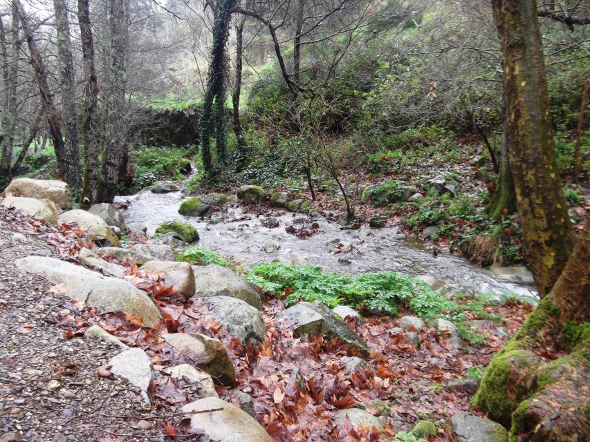 From Lagos: Monchique Private Guided Hike + Medronho Tasting - Key highlights you can count on