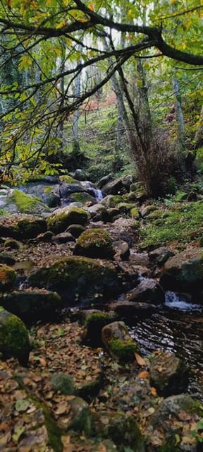 From Lagos: Monchique Private Guided Hike + Medronho Tasting - Getting to the Serra de Monchique, without the driving headache