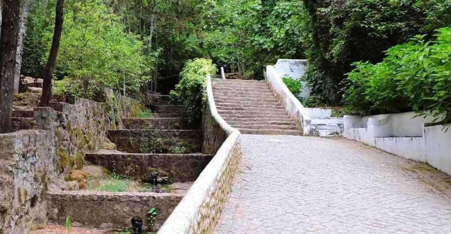 From Lagos: Private Tour with Medronho Tasting - Into the Serra: a Monchique morning with real Algarve calm