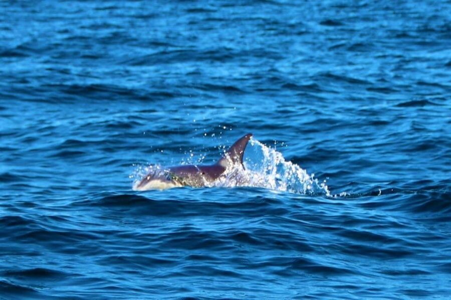 From Vilamoura: 2.5-Hour Benagil Cave and Dolphins Boat Tour - Price and Value: Is $53 Worth It?