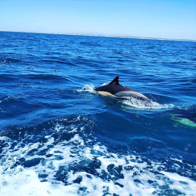 From Vilamoura: 2.5-Hour Benagil Cave and Dolphins Boat Tour - The Cruise Along the Algarve Coast: What the “Drive” Is Really For