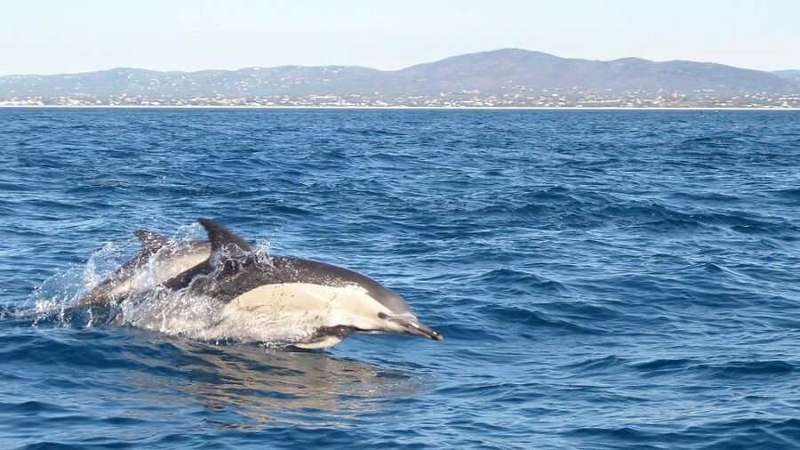 Fuzeta: Dolphin Observation Tour - Key things to know before you go