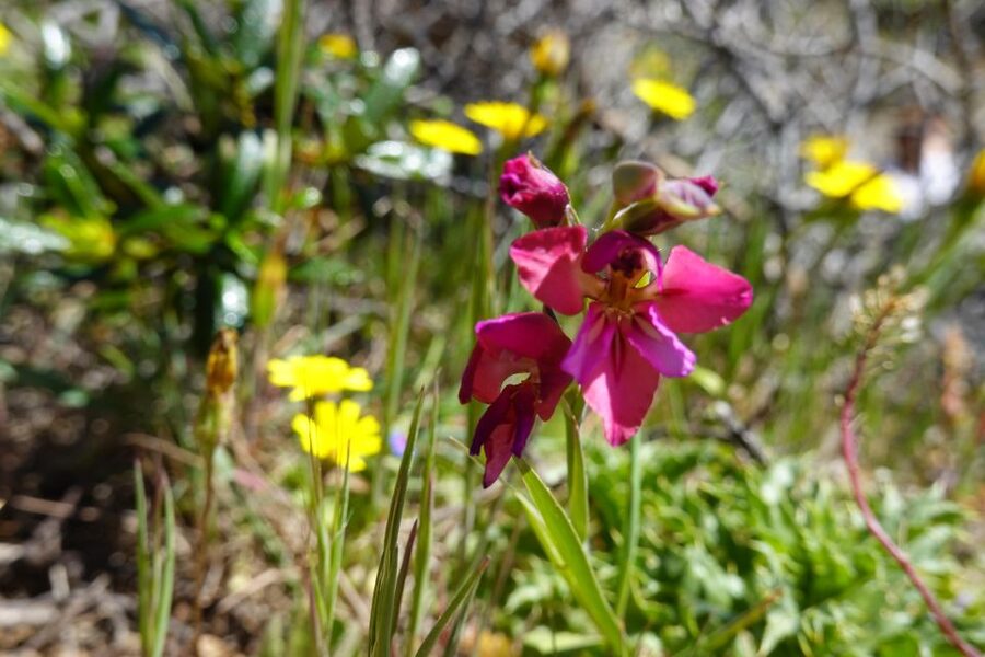 Guided Walk+Picnic: Western Algarve´s Wild Beauty - Praia da Arrifana: surf-country energy, photo stops, and salt-air views