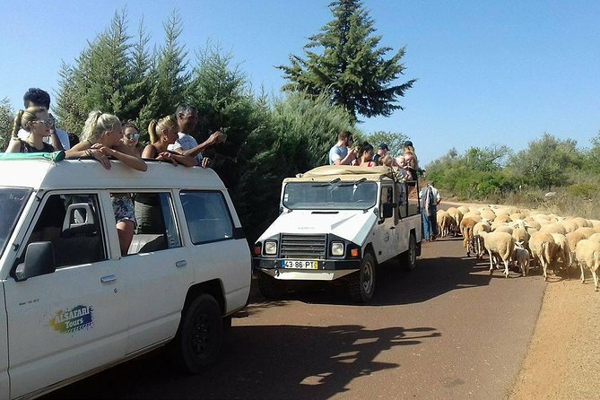 Half-Day Algarve Countryside and Villages Jeep Safari - Stop 3, Tunes and Cork Trees: A Simple Explanation You’ll Remember