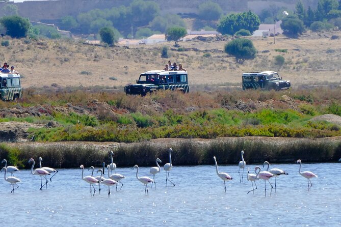 Half-Day Nature Safari in the Algarve - Key highlights to look for