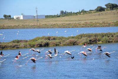 Half-Day Nature Safari in the Algarve