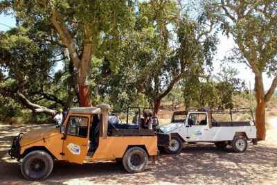 Half Day Safari Tour with Wine Tasting