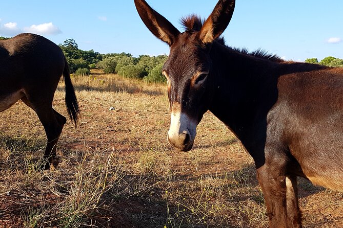 Half-Day Small-Group E-Bike Tour of Rural Algarve with Lunch - Price and Value: What $571 Buys You Here