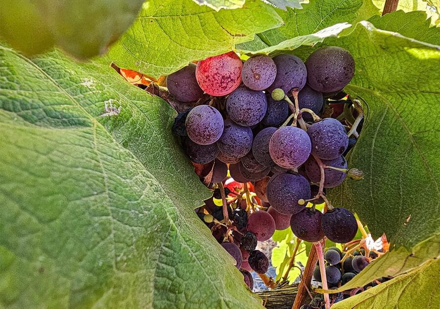 Historic centre & Wine tasting - How to prepare so the day feels easy