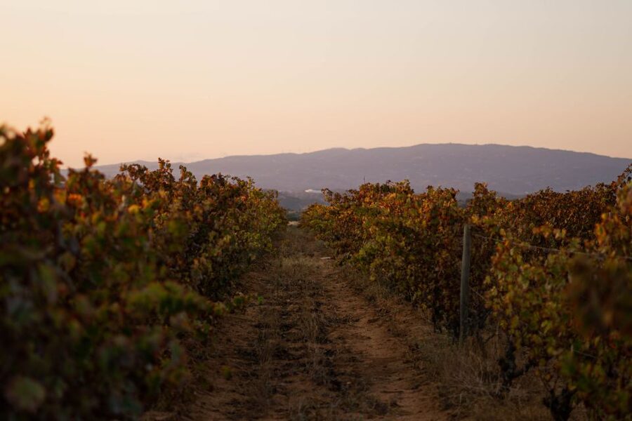 Lagoa: 2.5-Hour Vineyard Dinner with Winetasting - Where Morgado do Quintão Turns Wine Tasting Into an Estate Dinner
