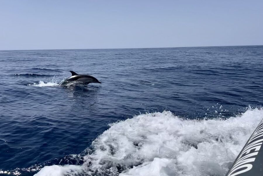 Lagoa: Dolphin Watching & Benagil Tour with Biologist Guide - Key things you’ll notice on this tour