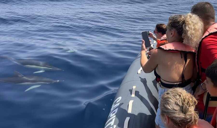 Lagoa: Dolphin Watching & Benagil Tour with Biologist Guide - Lagoa to Benagil, the best mix of wildlife and caves in the Algarve
