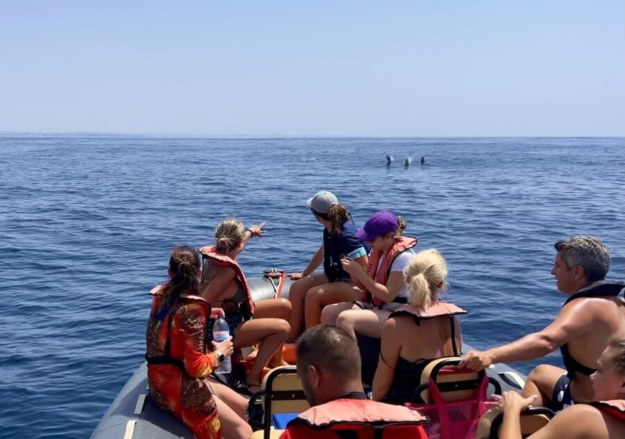 Lagoa: Dolphin Watching & Benagil Tour with Biologist Guide - Starting point at Capitão Nemo Algarve, and what to expect right away