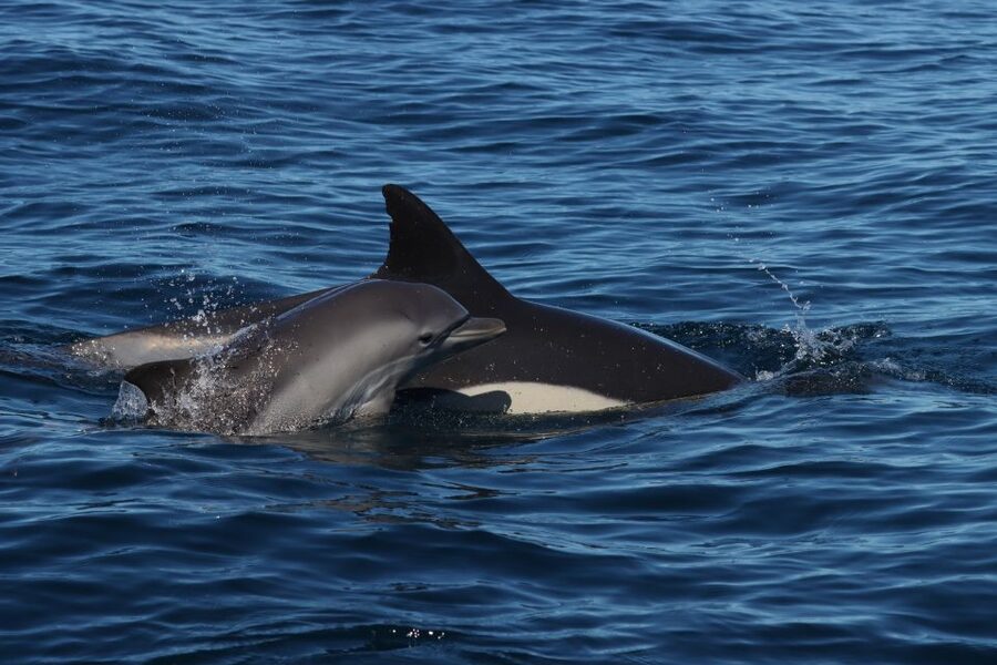 Lagoa: Dolphin Watching & Benagil Tour with Biologist Guide - Dolphin watching with a biologist: what the crew looks for