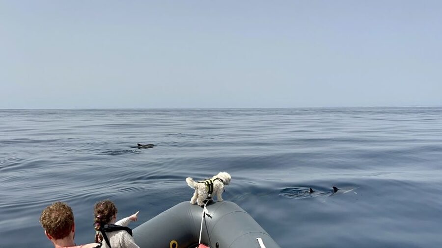 Lagoa: Dolphin Watching & Benagil Tour with Biologist Guide - Praia da Marinha and the coast route: the “on the way” views count