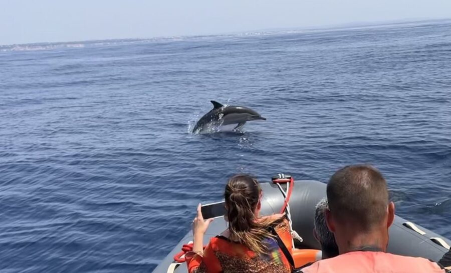 Lagoa: Dolphin Watching & Benagil Tour with Biologist Guide - Swimming stop in a tranquil bay: plan for short and refreshing