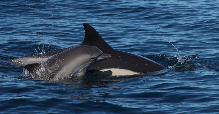 Lagoa: Dolphin Watching & Benagil Tour with Biologist Guide - The 3-hour timing: how the day flows on the water