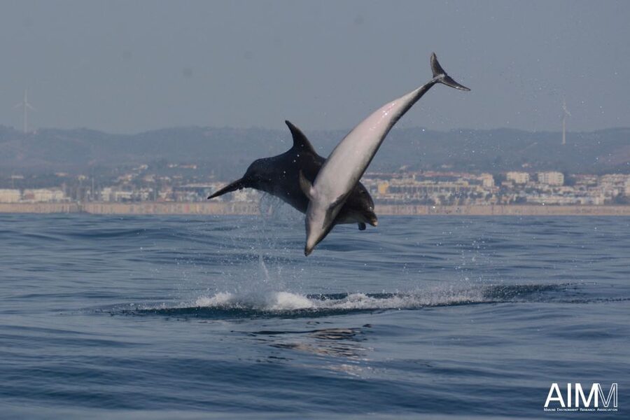 Lagoa: Dolphins Expedition with biologist guide on board - Getting there and what to do at the pier (no stress plan)