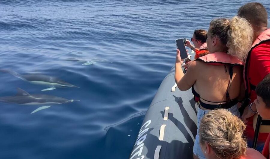 Lagoa: Dolphins Expedition with biologist guide on board - Wild dolphins off Parchal: why this 3-hour Atlantic safari works