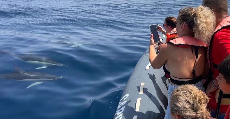 Lagoa: Dolphins Expedition with biologist guide on board - What you are likely to see in Algarve waters (and what changes day to day)