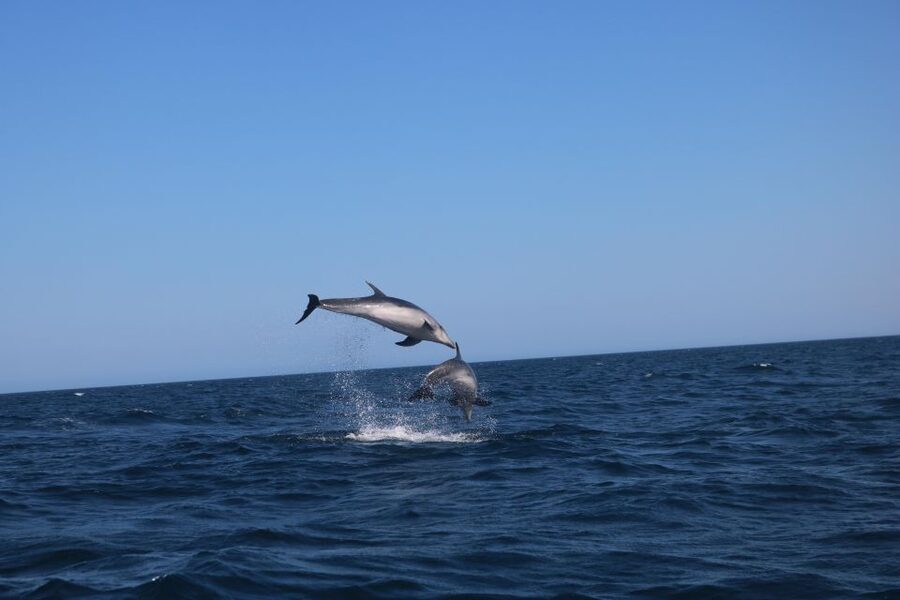 Lagoa: Dolphins Expedition with biologist guide on board - The guided 2.5-hour dolphin search: how the route is chosen