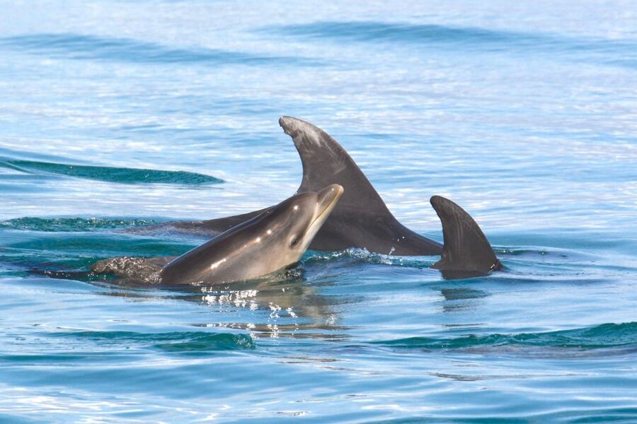 Lagoa: Dolphins Expedition with biologist guide on board - Price and value: is $82 for 3 hours a fair deal?