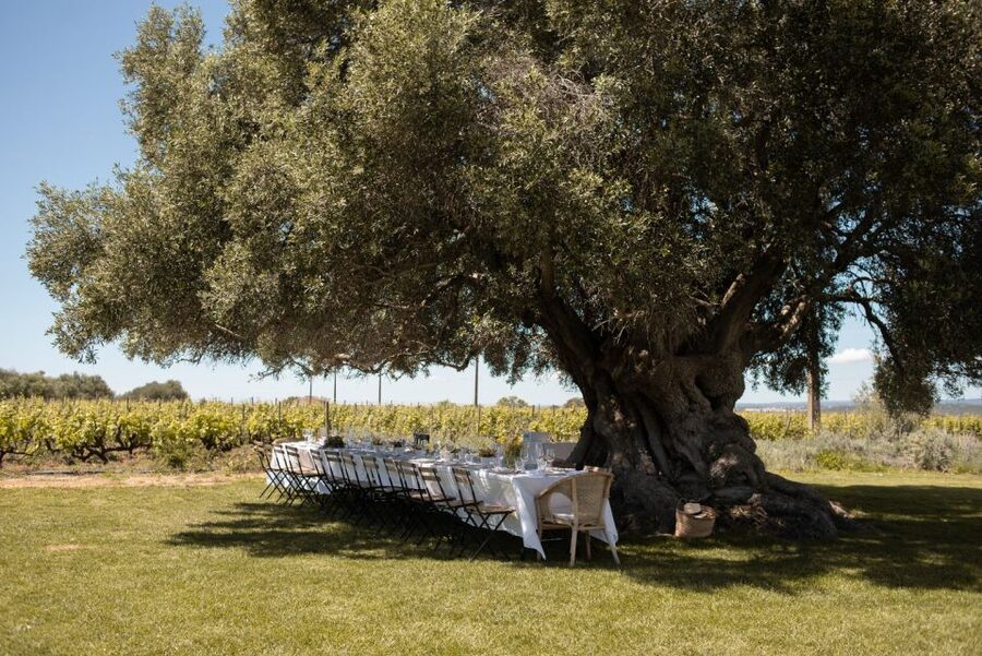 Lagoa: Morgado do Quintão Estate Lunch and Wine Tasting - The 2,000-year olive tree lunch: where the meal becomes the attraction