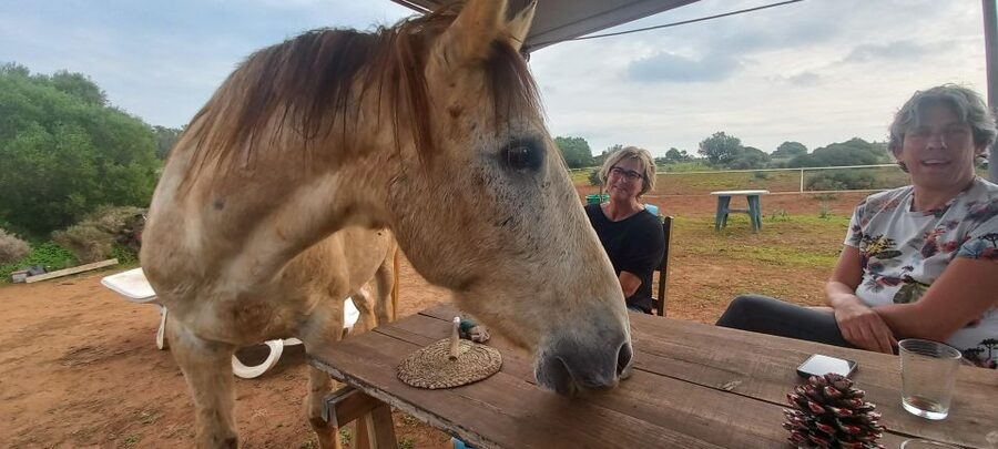 Lagos: A walk with a rescued horse at the sanctuary - Key points before you go