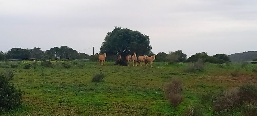 Lagos: A walk with a rescued horse at the sanctuary - What you are really booking in Lagos, Algarve