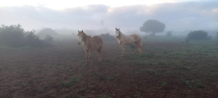 Lagos: A walk with a rescued horse at the sanctuary - Walking a rescued horse: what the time feels like