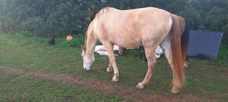 Lagos: A walk with a rescued horse at the sanctuary - Price and value: why 53 dollars can make sense here