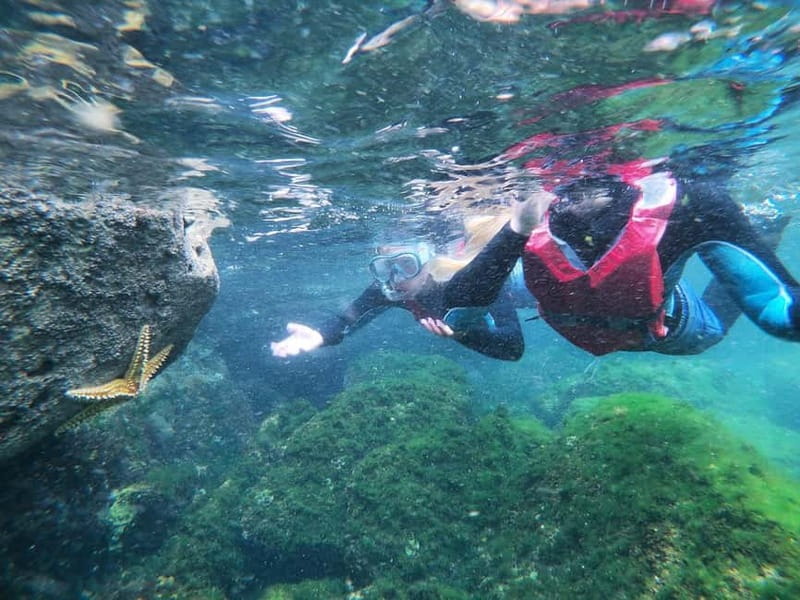 Lagos: Algarve Coasteering and Snorkeling Adventure - Snorkeling Marine Life, Only When Visibility Lets You