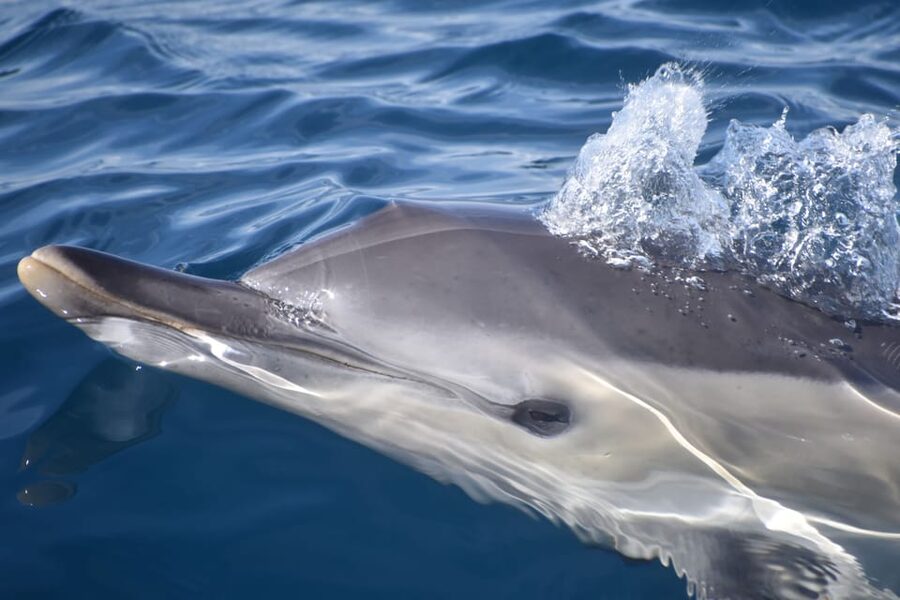 Lagos: Combo Dolphin and Benagil Tour with Marine Biologist - Marina de Lagos to the Open Atlantic, What the First Leg Feels Like