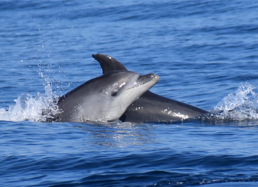 Lagos: Combo Dolphin and Benagil Tour with Marine Biologist - Timing, Group Flow, and How to Choose the Right Day