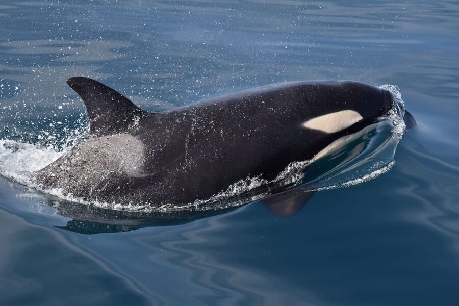 Lagos: Combo Dolphin and Benagil Tour with Marine Biologist - What’s Included, and Why That Matters for $63