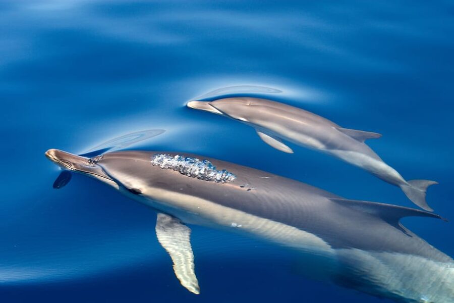 Lagos: Combo Dolphin and Benagil Tour with Marine Biologist - Bring a Jacket, Plan for Spray, and Prep Your Body for a Speedboat