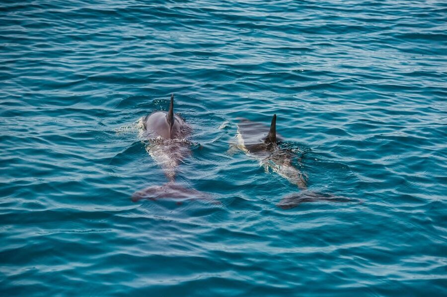 Lagos: Dolphin Watch Tour with Professional Marine Biologist - Who should book this Lagos dolphin tour with a marine biologist