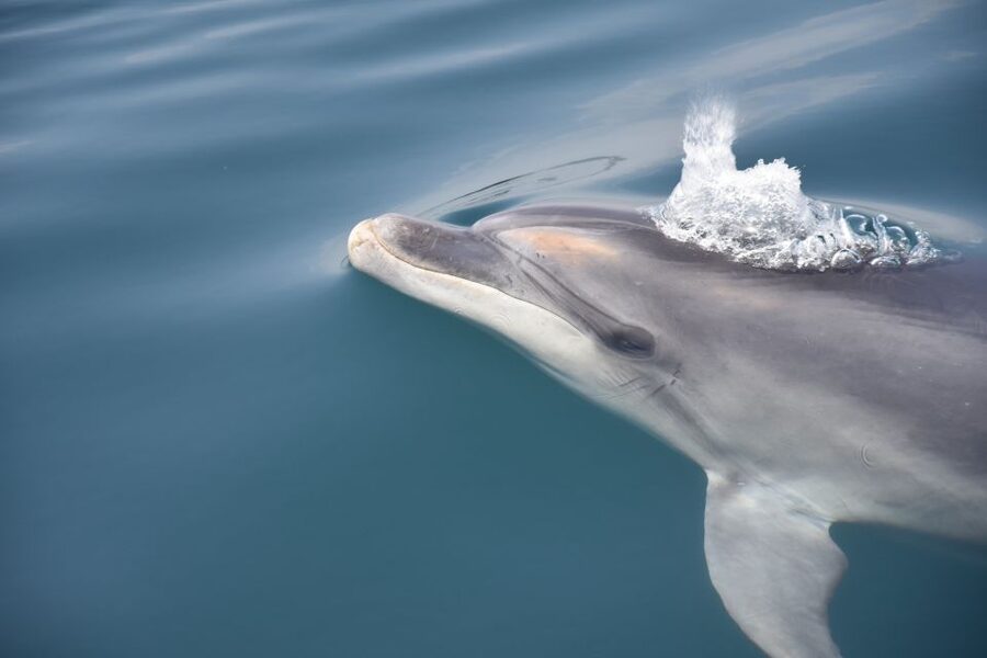 Lagos: Dolphin Watch Tour with Professional Marine Biologist - Wildlife surprises beyond dolphins: whales happen, but don’t count on them
