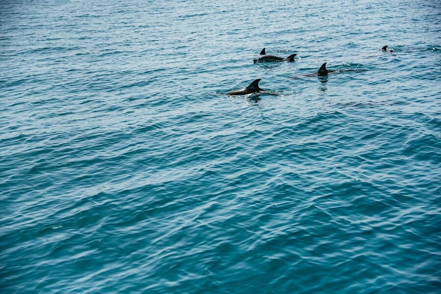 Lagos: Dolphin Watch Tour with Professional Marine Biologist - Price and value: is 42 per person a good deal?