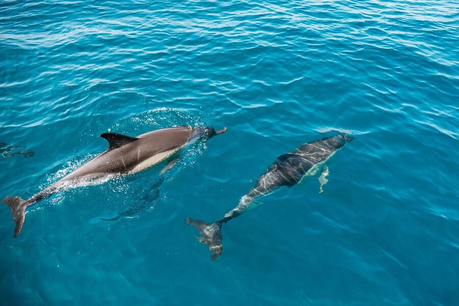 Lagos: Dolphin Watch Tour with Professional Marine Biologist - The 90-minute speedboat run: what you actually do out on the water