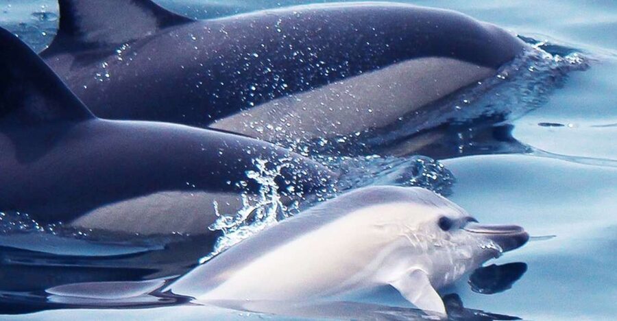 Lagos: Dolphin Watching with Professional Marine Biologists - Key things to know before you go