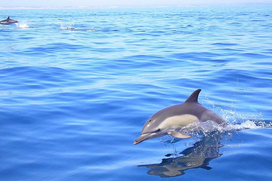 Lagos: Dolphin Watching with Professional Marine Biologists - Dolphin Seafaris in Lagos: What this tour is really like